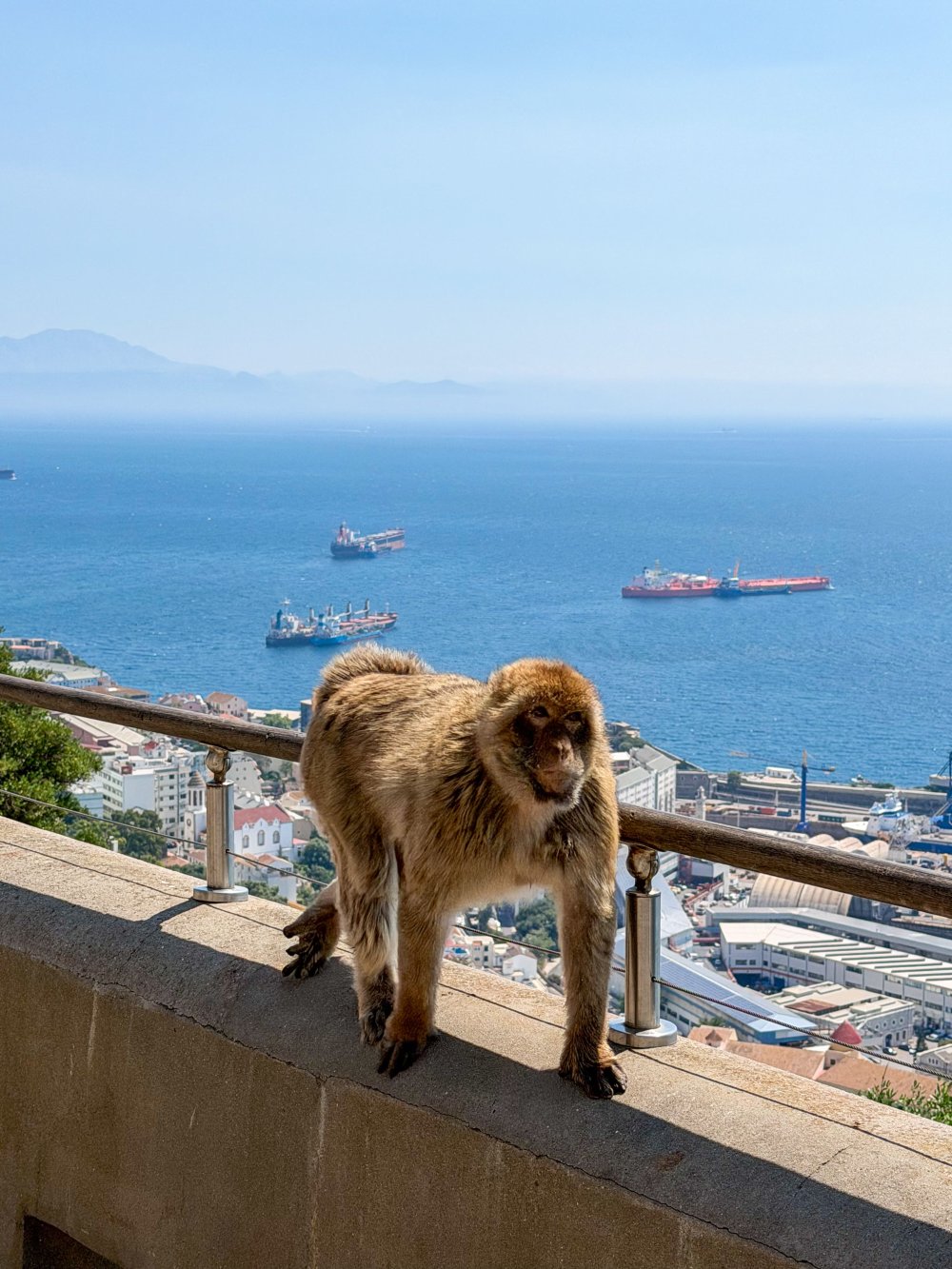 Gibraltar monkey