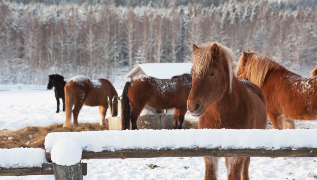 Finland Harness Racing Donation
